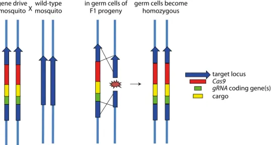Figure 2. Principle of a CRISPR-Cas9 based gene drive in mosquitoes. A compound transgene composed of Cas9  and guide RNA (gRNA) coding genes, and in some designs of a cargo and/or selection marker genes, is inserted on  a mosquito chromosome exactly insid