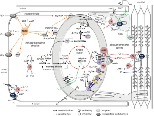 Fig. 11.4 Metabolic cycles and signaling networks in cardiomyocyte—Intracellular Energy Units (iEU)