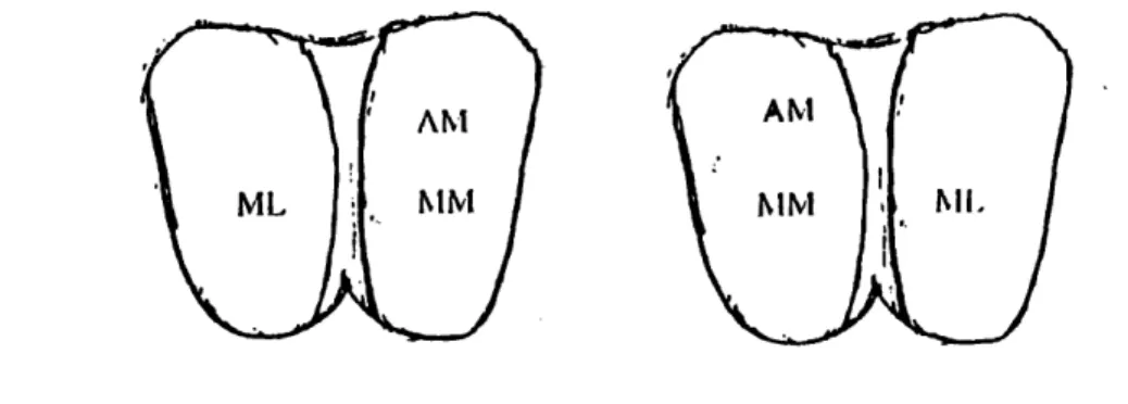 Figure 2.3:  Representation  of the tibial  plateau  with  the  tested sites  label  on  the surface.