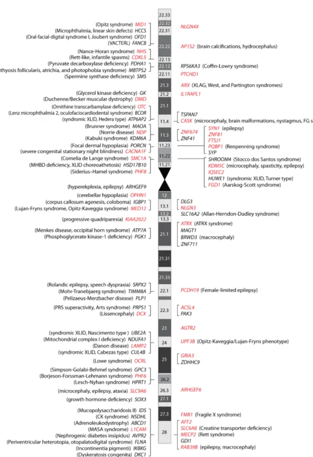 Figure    1.    Genes    implicated    in    syndromic    and/or    nonsyndromic    forms    of    X-­‐linked    intellectual    disability    (XLID)    and    their    localization   on   the   X   chromosome