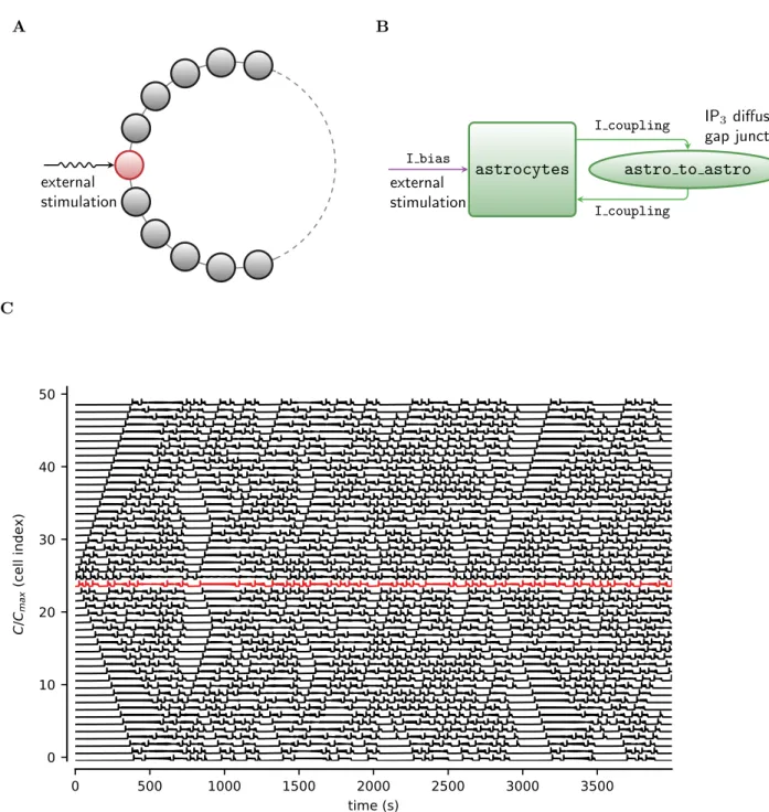 Figure 5. Astrocytes connected in a network. A Sample astrocyte network in a ring configu- configu-ration with only one cell (in red ) being exogenously stimulated