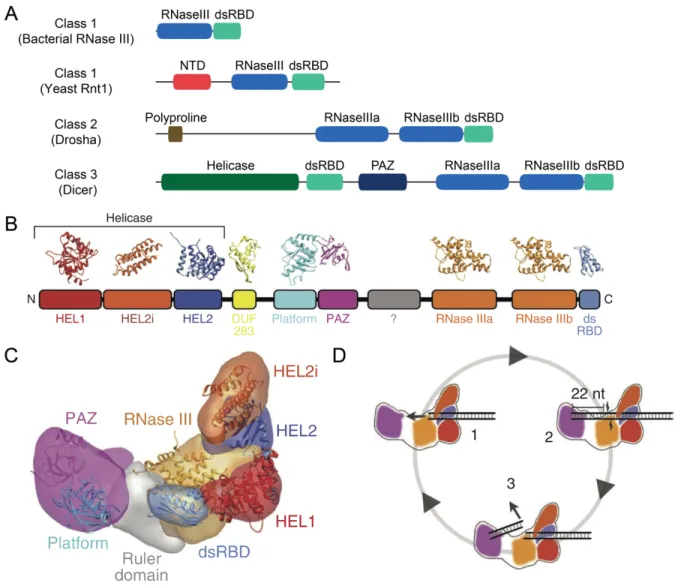 Figure 2. Domain structure of RNase III enzymes and the molecular architecture of Dicer