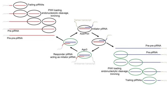 Figure 8. Schematic of piRNA biogenesis in most animals (adapted from Weinberg, 2013)