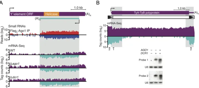 Figure 9. Y ¢  ORF of N. castellii and Ty1 retrotransposons in RNAi-reconstituted S. 