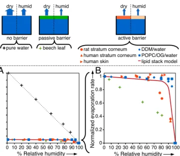 Fig. 2. Multitechnique characterization on two model systems: (A) DDM/