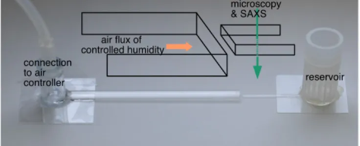 Fig. 4. The increase in thickness of different phases in the interfacial layer as a function of time, as obtained from the optical microscopy images (Top) (DDM/water system)