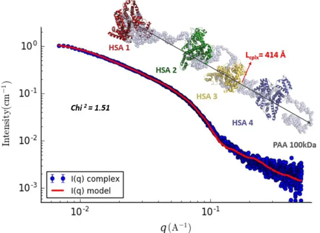 Figure 9. Superimposition of SAXS data of the HSA-PAA complex and the SAXS data compatible model calculated with the  program Bunch