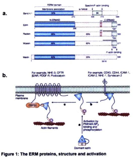 FIgure  1:  The ERM  proteins, structure and activation