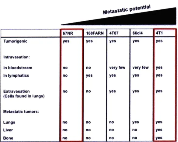 Table  1: The 4T1  panel of cell lines as described by Asklason and  Miler ranked in  order of metastatic  potential