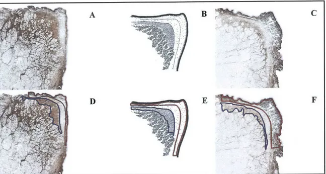 Figure 2.3:  Demonstration  of the development  of the human  LP schematic.  (A):  human  specimen stained for decorin;  (B):  human LP  schematic;  (D,  E):  images (A,  B),  respectively,  with major human LP  features delineated  with  specific  colors;