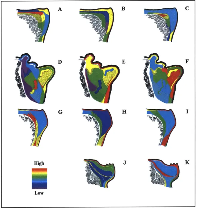 Figure 2.12:  Semi-quantitative  images  for versican,  decorin, and C4S  staining.  (A,  D,  G):  average  relative versican  staining  in  human,  dog,  and  pig,  respectively;  (B,  E,  H,  J): average  relative  decorin  staining  in human,  dog,  pig