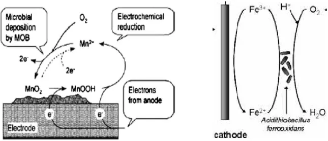 Figure 9: Mécanisme de transfert indirect entre les bactéries (A) mangano-oxydantes (Rhoads et al