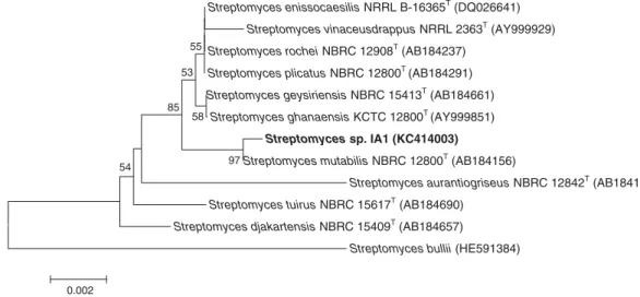 Fig. 1. Phylogenetic tree based on 16S rDNA sequences showing the relationship between strain IA1 and related type-species of the genus Streptomyces