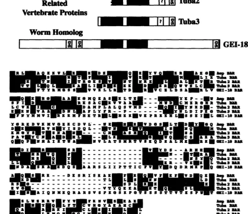 Figure 1.  Domain  structure of Tuba and related proteins.  A.  Tuba, Tuba2,  and Tuba3  are shown with  domains  of interest  noted