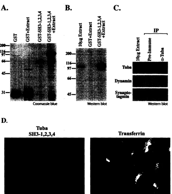 Figure 3.  The N-terminal  SH3  domains of  Tuba bind Dynamin  1.  A.  Bead immobilized GST and  a GST fusion  protein  of  the  N-terminal  region  of Tuba  (SH3-1,2,3,4)  were incubated  with  a Triton  X-100  solubilized  rat brain  extract,  and  the  