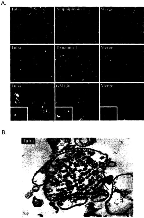 Figure 4.  Tuba is found at the synapse in brain.  A.  Double  immunofluorescence  of  rat  brain  stem frozen  sections  with  antibodies  directed  against Tuba  and other  antigens as indicated