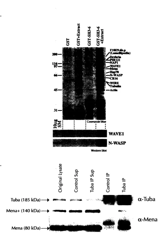 Figure 5.  The C-terminal  SH3  domain (SH3-6)  of Tuba  binds actin regulatory proteins