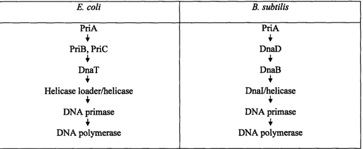 Table 1.  The pathways of replication restart in E. col  and B. subtilis.