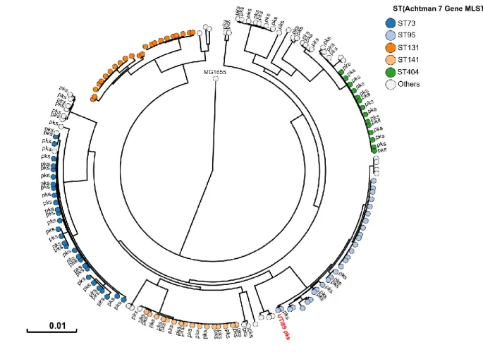 Fig. 2: Human pks+ UPEC belong to major lineages of extraintestinal pathogenic E. coli  498 