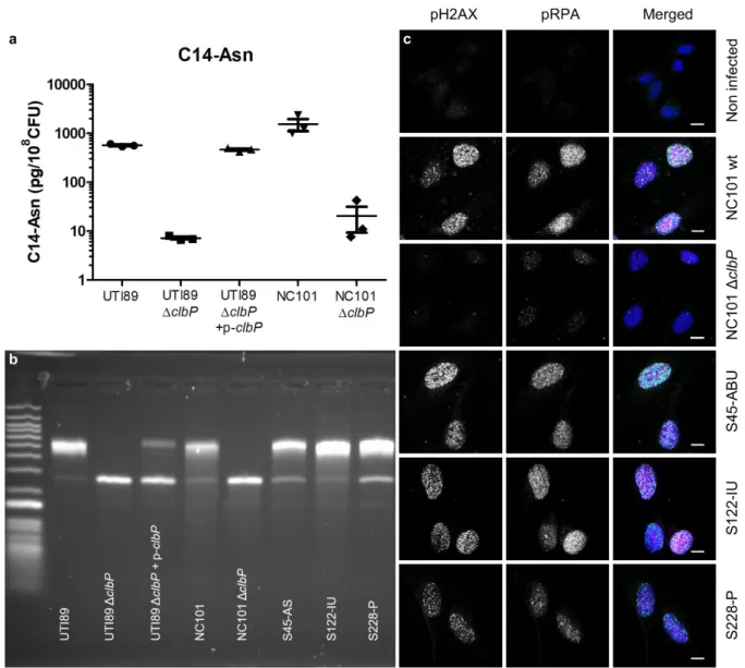 Fig.  3:  The  archetypal  cystitis  E.  coli  strain  UTI89  and  clinical  pks+  UPEC  isolates  504 