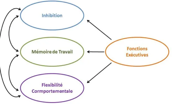 Figure 6: Interactions fonctionnelles entre les différentes composantes des fonctions  exécutives 