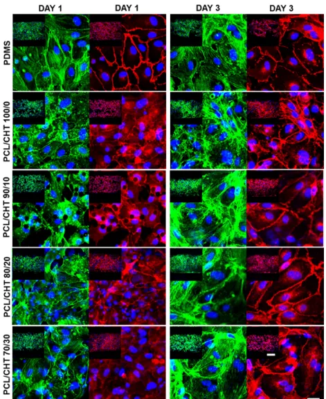 Fig.  5.  LCSM  representative  images  of  HUVECs  on  different  blends  of  membranes  after  staining  three  different  parameters  (nucleus  by  DAPI  in  blue,  cell  cytoskeleton  by  phalloidin 488 in green and cell junctions by VE‐Cadherin in red