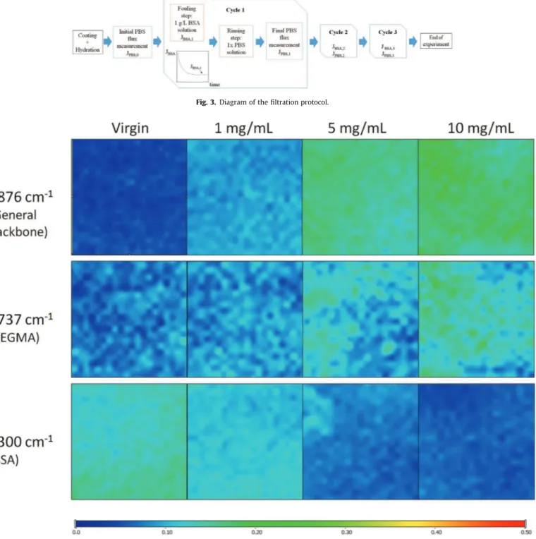 Fig. 4. Example of FTIR maps obtained for membranes modiﬁed with the random copolymer at different concentrations