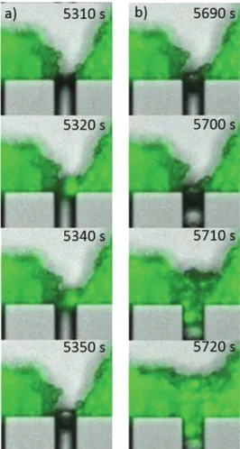 Figure 9.  Dynamics of blocking and reopening events. Particle/bacteria aggregate coming from the erosion of  dendrites can be swept out with the flow if the fragments are small (a) or can lead to the permanent obstruction  of the channels if the fragment 