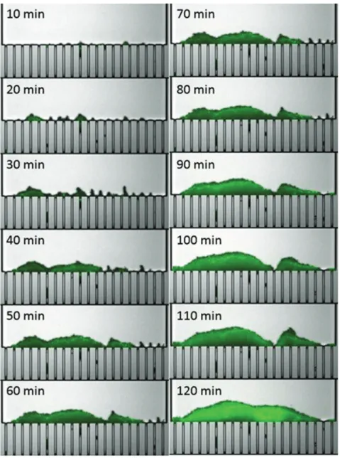 Fig. 6 illustrates the gliding of a particle/ /bacteria/EPS aggregate along the channel wall before being finally swept  out from the channel.