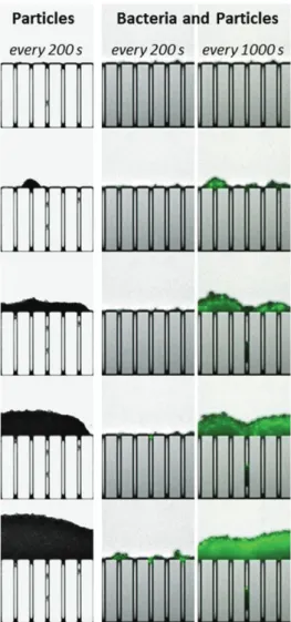 Figure 5.  Illustration of the clogging kinetics differences between the particles (left column) and the  particle/bacteria mixture (two right columns) filtrations