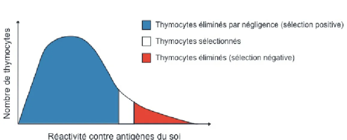 Figure 2 : Sélection thymique conservant uniquement les thymocytes capables de reconnaître  les antigènes du soi tout en les tolérant