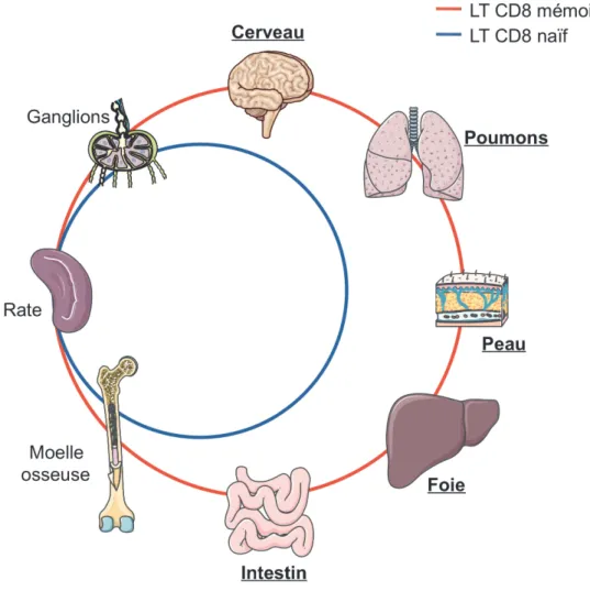 Figure 10 : Localisation anatomique des LT CD8 mémoires conventionnels. 