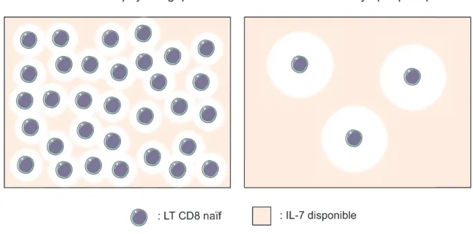 Figure 11 : Disponibilité augmentée en IL-7 dans un environnement lymphopénique. 