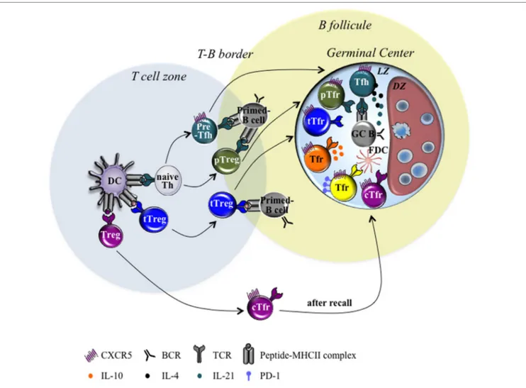 FiGURe 1 | Heterogeneity of T follicular regulatory (Tfr) cells. Schematic diagrams illustrating the different Tfr cell subsets found within germinal center (GC) in  second lymphoid organs draining the site of infection or immunization