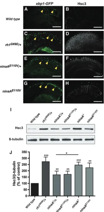 Figure 5 Effect of ER stress on the GAL4/UAS ectopic expression system. (A) Western blot analysis against GFP on head extracts expressing GFP under the control of the rh1-Gal4 driver in  wild-type, ninaA E110V / þ , ninaA E110V or rh1 G69D / þ backgrounds.