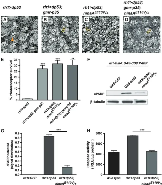 Figure 6 Caspase activation is inhibited in the ninaA mutant retina. (A–D) Semi-thin tangential retinal sections of 13-day-old ﬂies expressing dp53 in outer photoreceptors cells