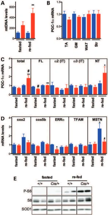 Figure 2. Transcriptional activation of PGC-1a isoforms in Cramping mice.