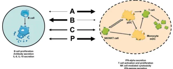 Figure 7: Les différents ODN de type CpG et leurs effets immunostimulants.  