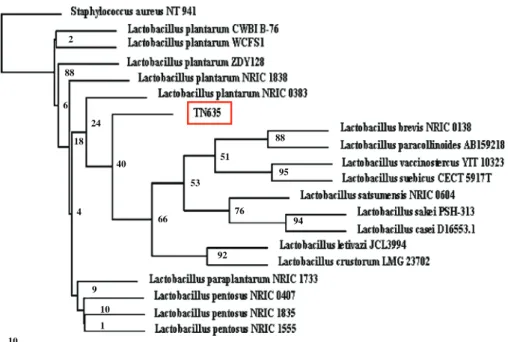 Fig. 1 Phylogenetic trees derived from 16S rDNA sequence of L. plantarum sp. TN635 strain