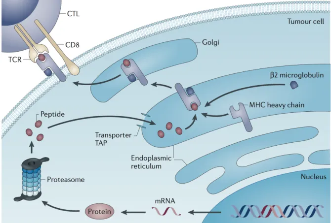 Figure and legend adapted from Coulie et. al, Nature Reviews, 2014. 