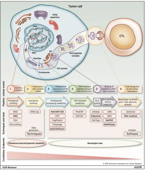 Figure I.11. Pipeline for the identification of immune-relevant neo-antigens. 