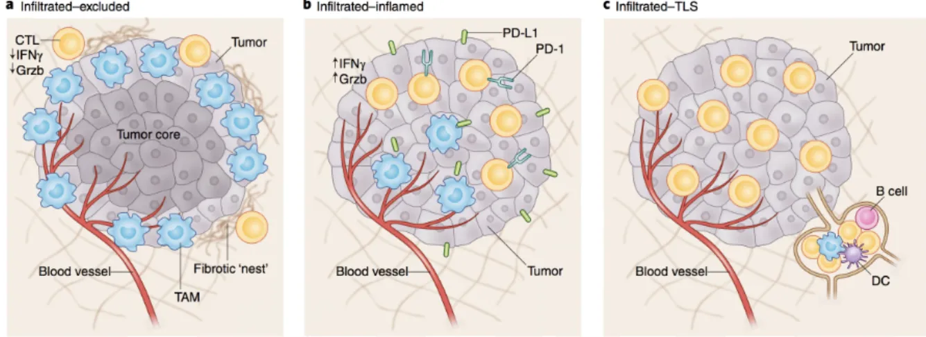 Figure and legend adapted from Binnewies et al., Nature Medicine, 2018. 