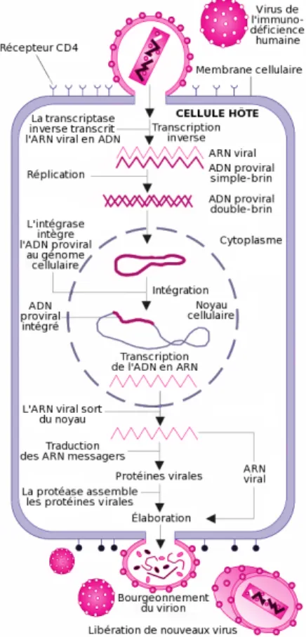 Fig. 1.1 : Cycle de r´ eplication du virus.