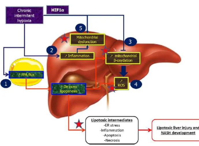 Figure 2. Hypoxie intermittente chronique et NAFLD (extrait de Aron-Wisnewsky et al. [36]) 