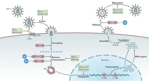 Figure 2.2: Main steps in the HIV replication cycle with antiretroviral drugs blocking them