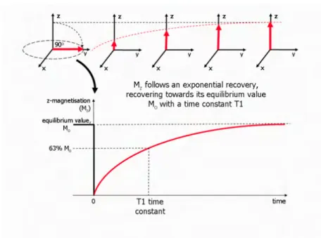 Figure 2.13: Process of T1 relaxation after a 90° RF pulse is applied at equilibrium. The z component of the net magnetisation, M z is reduced to zero, but then recovers gradually back to its equilibrium value if no further RF pulses are applied
