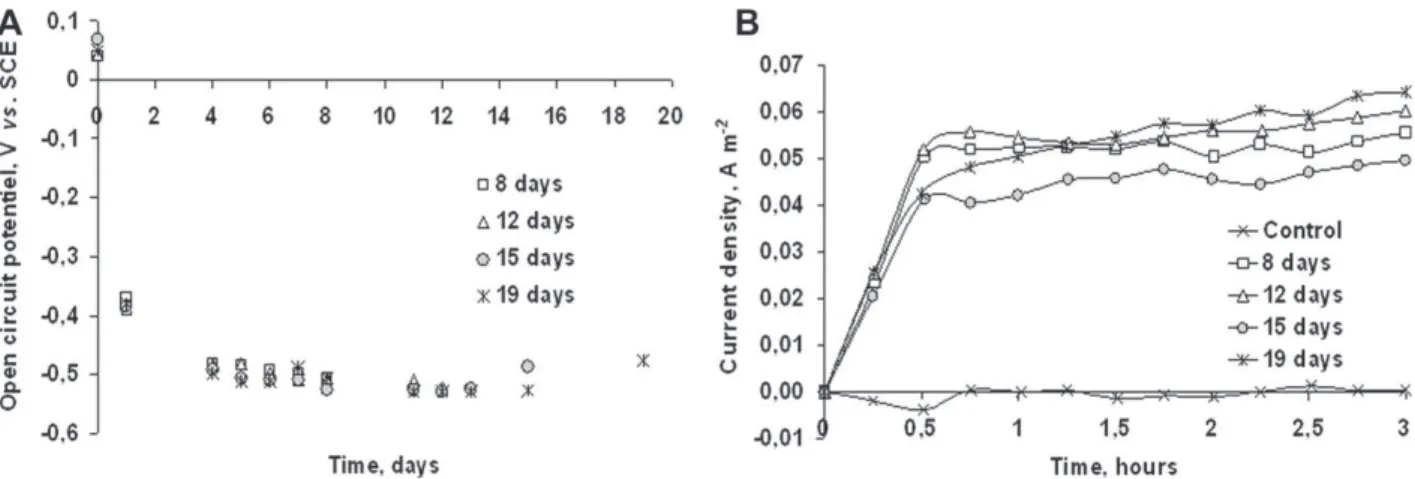 Fig. 2. Biofilms formed at open circuit followed by 3 days of polarisation at ÿ0.2 V vs