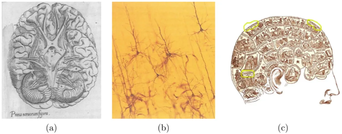 Fig. 1 – Atlas de Vesale (image a) (source : De numani corporis fabrica ), neurones color´ es par la m´ ethode de Golgi (image b) (source : Hubel) et phr´ enologie de F.J