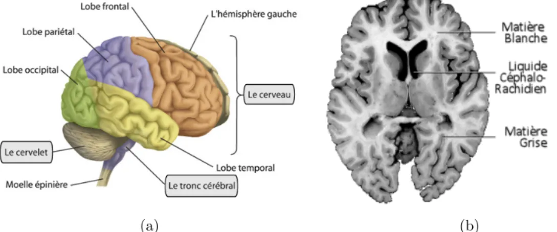 Fig. 2.1 – L’image (a) illustre l’enc´ ephale, compos´ ee du cerveau, du cervelet et du tronc c´ er´ ebral.
