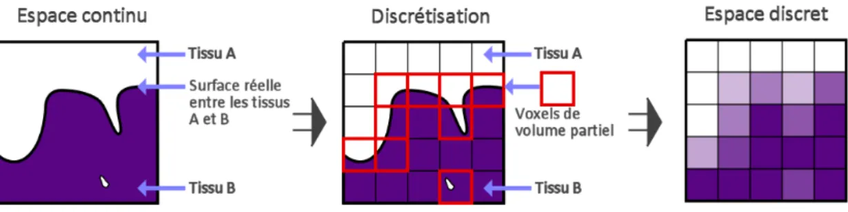 Fig. 2.6 – Art´ efact de volume partiel dˆ u ` a la discr´ etisation de l’espace.